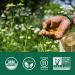 Organic India Ashwagandha Herbal Supplement - Stress Support & Mood Enhancement - 90 Capsules, USDA Organic, Vegan, Non-GMO - Buy Online on GoSupps.com