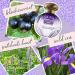 Tocca Women's Eau de Parfum Maya Fragrance 1.7oz (50 ml) - Warm Floral Wild Iris Blackcurrant Patchouli Heart - Hand-Finished Bottle 1.7 Fl Oz (Pack of 1) - Buy Online on GoSupps.com