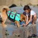 Emust Dog Life Vest - Turquoise XL | Lightweight & Durable Swimming Jacket for Small Medium & Large Dogs - Perfect for Boats & Water Activities - Buy Online on GoSupps.com