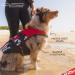 Buy Ezydog DFD Life Jacket for Dogs - Adjustable Reflective XL Red - Ideal Swimming Safety Gear - Buy Online on GoSupps.com