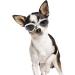 PETLESO Dog Goggles Stylish Pet Sunglasses Anti-Fog Waterproof Windproof Dog Sunglasses Eye Protection Anti-UV Goggles for Small/Medium Dogs - White - Buy Online on GoSupps.com