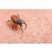 Doctan Family Pack - Effective Mosquito & Tick Protection for Kids | 12-Hour Lasting Relief | 100ml - Buy Online on GoSupps.com