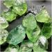 Natural Crystal Rough Natural Crystal Rough Natural Green Fluorite Quartz Crystal Rock Tumble Stones for Fish Tank Aquarium Garden Decoration (Size : 60-70G) - Buy Online on GoSupps.com