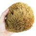 Natural Bath Sponge - Grass Sea Sponge for Bathing | Natural Sponge for Shower for Adults and Children (Large (6-6.5"/15-16cm) Pack of 1)