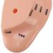 Buy Ear Massage Model - Accurate PVC Acupuncture Model - Ideal for Teaching & Labs - International Shipping Available - Buy Online on GoSupps.com