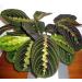 Hirt's Red Prayer Plant - Easy to Grow Maranta House Plant - 4 Pot Maranta Red - Buy Online on GoSupps.com