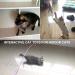 Cat Fishing Rod Toy Cat Feather Toys With Retractable Teaser Interactive Cat Wand Toys Flirt Pole Cat Toys for Indoor Cats Adult Kitten for Play Exercise Activity & Fun 8 Pcs Replacement Refills - Buy Online on GoSupps.com