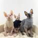 NELIT Sphynx Cat Clothes Cashmere Turtleneck Sweater Hairness Cat Clothes-black_S black S - Buy Online on GoSupps.com