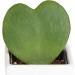 Costa Farms Live Indoor Hoya Heart Succulent in White Ceramic - 5 Tall - Buy Online on GoSupps.com