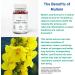 Mullein Leaf Lung Detox Gummies - 1000 mg Mullein Extract for Smokers | Lung Cleanse Mucus Relief & Detox | International Shipping Available - Buy Online on GoSupps.com