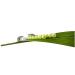 Shop Melii Caterpillar Spoon & Fork Set for Toddlers - Silicone & Stainless Steel Utensils | International Shipping - Buy Online on GoSupps.com
