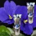 Bath and Body Works Moonlight Path Ultra Shea Body Cream 8 Oz - 2 Pack Lavender Scent - Buy Online on GoSupps.com