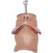 Anatomy Model: Human Rectal Lesion Fistula & Fissure Pathology - Ideal for Teaching | International Shipping - Buy Online on GoSupps.com