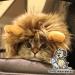 OMG Adorables Lion Mane Costume for Cat - Fun Pet Costume for Halloween and Parties - Buy Online on GoSupps.com