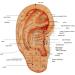 Buy Acupuncture Ear Seeds | Auriculotherapy Detector & Automatic Ear Detection Pen - Optimal Acupressure Solution - Buy Online on GoSupps.com