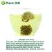 Organic Dried Scindapsus Aureus Flower - 50g | Green Roman Flower for Crafting Soaps & Candles | Non-Gento Herbal Decor - Buy Online on GoSupps.com