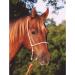 Martin Saddlery Rope Headsetter Tiedown - Premium Quality Tiedown for Horse Training - Buy Online on GoSupps.com