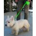 Taglory 5m Dog Leash - Retractable Roller Leash for Small & Medium Dogs up to 20kg - Anti-Slip Safe Brake System - Green - Buy Online on GoSupps.com