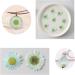 50pcs Natural Dried Daisy Flowers - Vacuum Packed for Decoration & Jewelry Making (5 Colors) - Buy Online on GoSupps.com