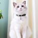 Personalized Breakaway Cat Collar with Engraved Name Tag - Adjustable Kitten Safety Collar with Bell - 7 Colors - Customizable up to 3 Lines of Text - Buy Online on GoSupps.com