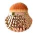 1pc Shell Shape Makeup Brush Women Fashion Foundation Powder Blush Brush Flat Shell Bottom Concealer Brush Portable Travel Brush