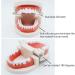 Children's Tooth Model Set - 2 PVC Dental Models & Toothbrushes for Clinics & Oral Care Lessons - Buy Online on GoSupps.com