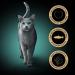 Sheba Perfect Portions for adult cats Trays Wet food Luxury salmon terrine 6x37 PACK OF 8 - Buy Online on GoSupps.com