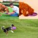 Buy Vivifying Frisbee Dog - 2 Pack 18 cm Natural Rubber Frisbees for Land & Water | Green & Purple - International Shipping Available - Buy Online on GoSupps.com