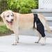 Dog Knee Brace - Professional Dog Front and Rear Leg Protectors Dog Leg Sleeves for Dog Front or Rear Leg Ligament Sprains (S) - Buy Online on GoSupps.com