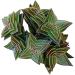 Crassula Pagoda Village 4 inch | Unique Collection of Live Crassula Succulents Easy to Grow Indoor House Plant, Fully Rooted in 2/4/6 inch Size 4 inch Crassula Pagoda Village