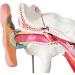 Human Medical Ear Anatomy Model Inner Ear Medium Ear External Model with Enlarged Ear Texture - Buy Online on GoSupps.com