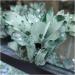 for 300-400g Natural Green Ghost Quartz Crystal Cluster Crystals raw Gem Specimen for Home&Office Decoration fengshui - Buy Online on GoSupps.com