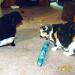 Kitty Kick Stix 15 Original Catnip Kicker Toy (Set of 2) - Made in USA - Mystery Flavor - Buy Online on GoSupps.com