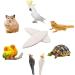 Natural Sepia Bowls for Turtles Birds & Reptiles - 6 Pack (10-12cm) | Calcium & Mineral Care - Buy Online on GoSupps.com