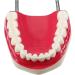 Gljy Dental Clinic Standard Model - Ideal for Teeth & Gum Demonstrations | Easy to Use & Maintain - Buy Online on GoSupps.com