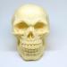 Chocolate Skull Gift - Halloween - Birthday - Wedding Cake Topper (white) - Buy Online on GoSupps.com