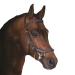 Horseware Rambo Micklem Deluxe Competition Bridle Colour and size selectable Brown Pony