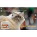Classic's Lime Sulfur Pet Skin Cream (2 oz) - Pet Care and Veterinary Treatment for Itchy and Dry Skin - Safe Solution for Dog Cat Puppy Kitten Horse - Buy Online on GoSupps.com