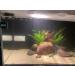 LED Touch Screen Aquarium Thermometer - Accurate Stick-on Temperature Sensor for Fish Tank, Turtle, Betta, Amphibians & Reptiles - Buy Online on GoSupps.com