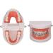 Tooth Demonstration Model - Dental Typodont with Orthodontic Bracket for Dentist Research | International Shipping - Buy Online on GoSupps.com