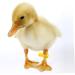 Sosoport 100pcs Disposable Chicken Leg Ring Labels Chicken Bands Farm Marker Tools Guinea Plastic 3x1.8cm Yellow - Buy Online on GoSupps.com