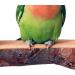 Qeeheng Wood Bird Platform Set - 2 Natural Parrot Rods & Flat Playing Stand for Small to Medium Aras - Exercise Toy & Cage Accessories - Buy Online on GoSupps.com