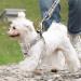 YUDOTE Plaid Step-In Dog Harness and Lead Set for Small Dogs and Cats - Beige, Size S | Front Clip Vest Harness UK Style - Buy Online on GoSupps.com