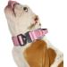 Tspro Premium Adjustable Dog Collar with Handle - Heavy Duty Quick Lock Buckle for Small to Extra Large Dogs - Pink Size L (Adjustable 47-66cm) - Buy Online on GoSupps.com