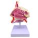 Mouth Nose Throat Pharynx Education Human Body ENT Model Study Model Pathology Nose Throat Model Enlarge The ical Model A+b