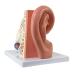 Axis Scientific Human Ear Model - 5X Enlarged 4D Anatomy Model with 3 Parts - Includes Base and Detailed Manual - Buy Online on GoSupps.com