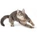 Kattovit Rein/renal Drink Duck | Pack of 6 | 6 x 135 ML | Complementary food for adult cats | Meat pieces with duck | to support renal function - Buy Online on GoSupps.com