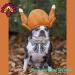 Unique Style Paws Dog Collar with Fly | Comfortable Cotton Thanksgiving Collar for Young Girls' Dogs | XS Neck 8-12in | Turkey Party - Buy Online on GoSupps.com
