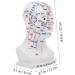 Buy Minkissy Acupuncture Point Model - Human Head Model for Head Massage & Acupuncture - 22x12x8cm - White PVC - International Shipping Available - Buy Online on GoSupps.com