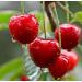 Emilia Organics Cherry Kernel Oil Organic Cold Pressed Unrefined Natural 2 Fl Oz - Buy Online on GoSupps.com